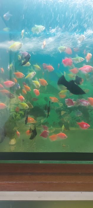 Рыбки аквариумные