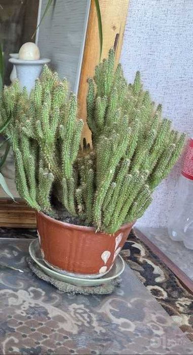 Продам комнатные растения кактусы и золотой ус