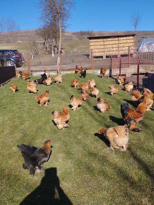 Oua găini Brahma de vanzare