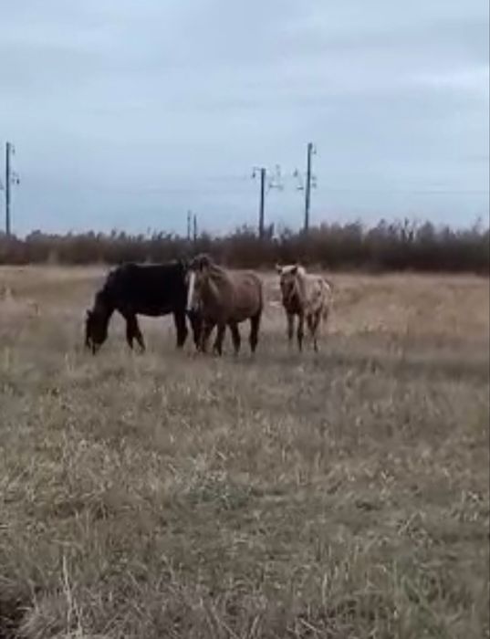 Продам кабыл и жеребят