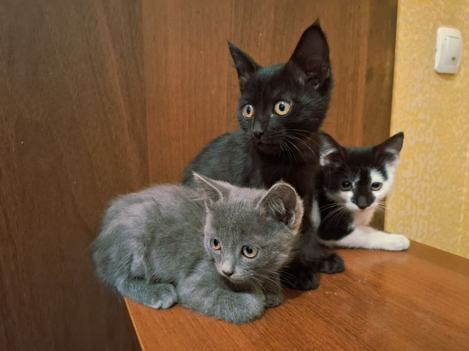 Котята в добрые руки