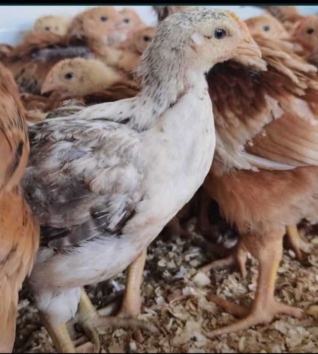 Ofertă pui rasa mixtă și pui de carne la cel mai bun preț de pe piață