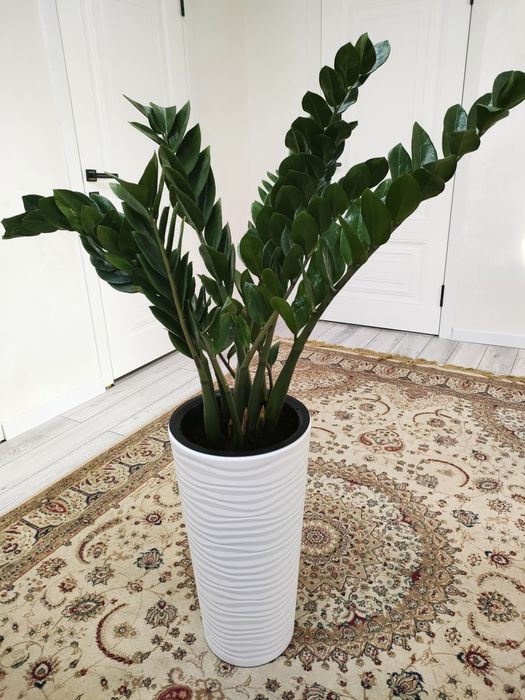 Комнатные растения, доставка