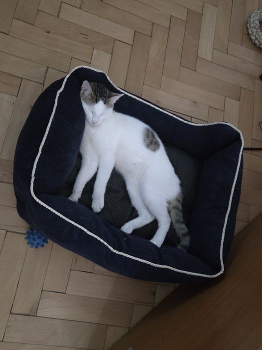 Donez pisic alb cu negru