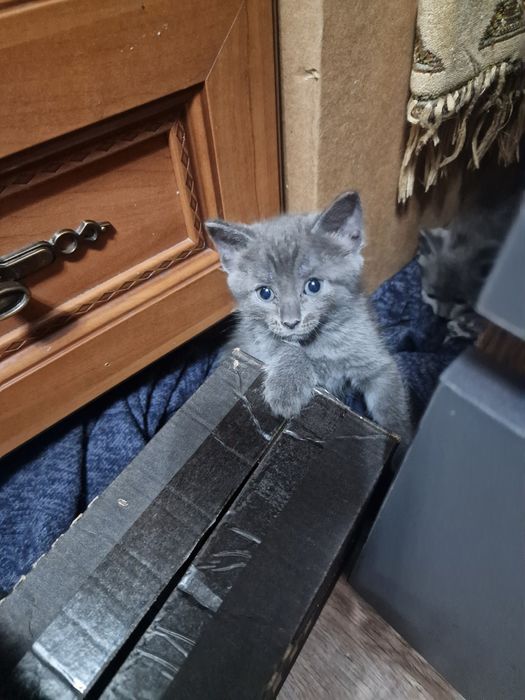 Котята котята котята