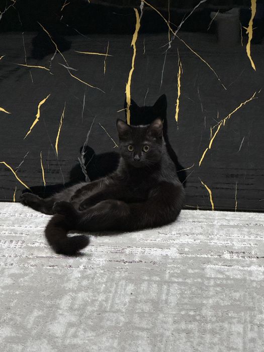 Ищем дом для кошки