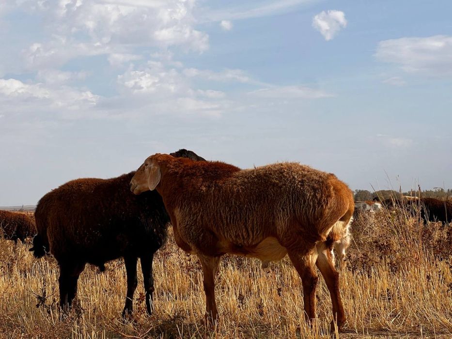 Гисар тұқымды қошқар 230000 келісімі бар