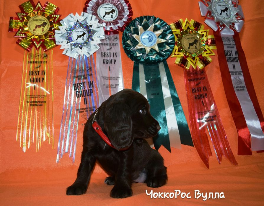 Спаниель шоколадка