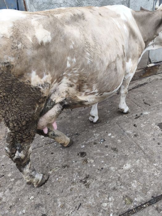 Vaca tânără de vanzare