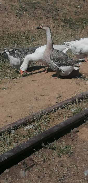 Vând gâște americane 4 buc.