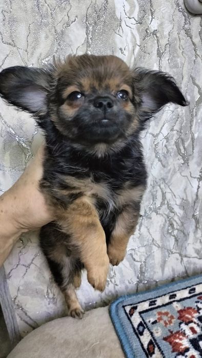 Продаются щенки чихуахуа