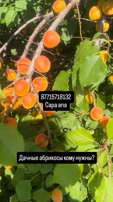 Абрикосы, ранетки, малина дачные