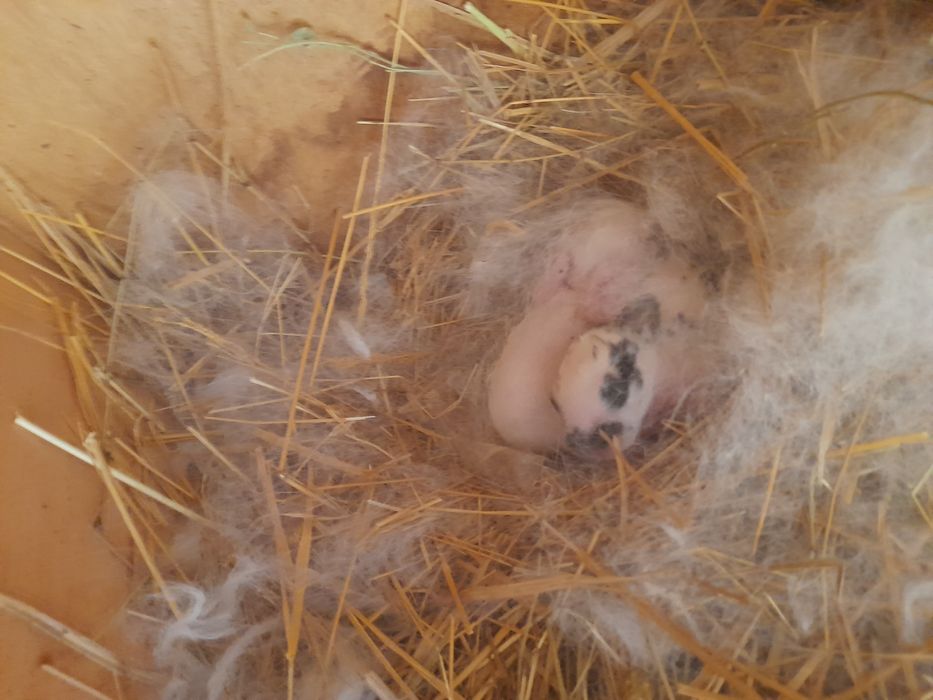 Вислоухие крольчата и крольчиха