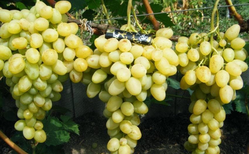 Куст винограда «Аркадия»