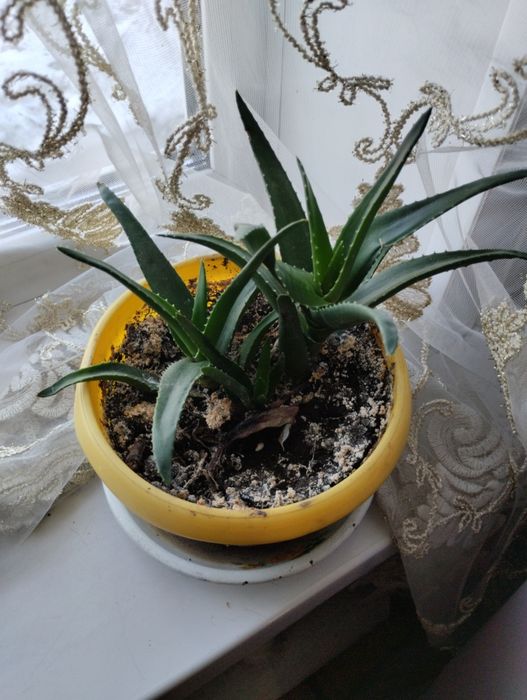 Продам домашние цветы -герань , алой.