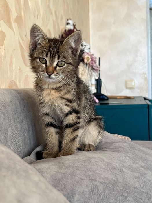Котенок в добрые руки