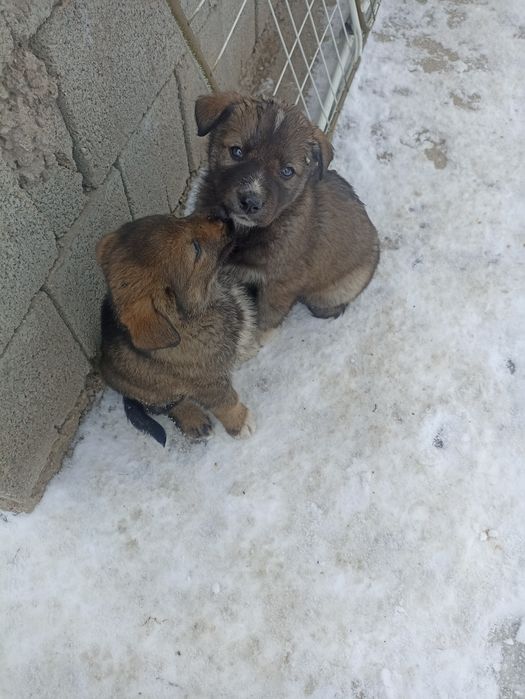 Щенки бесплатно в добрые руки