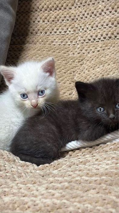 Отдаем котят в хорошие руки