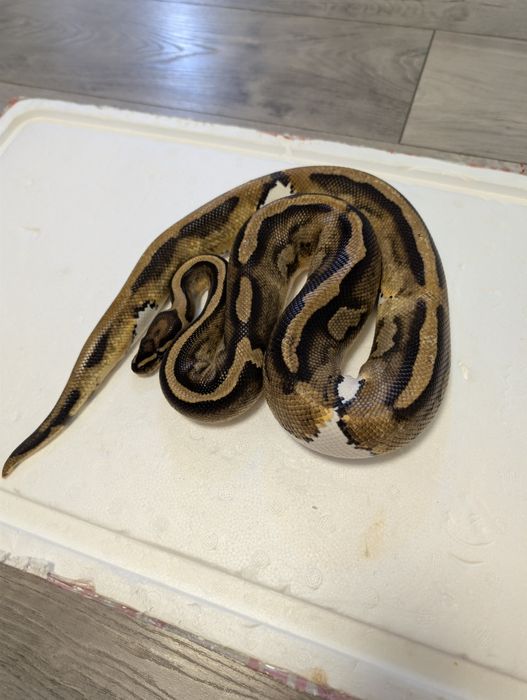 Piton Regal ( Ball Python)