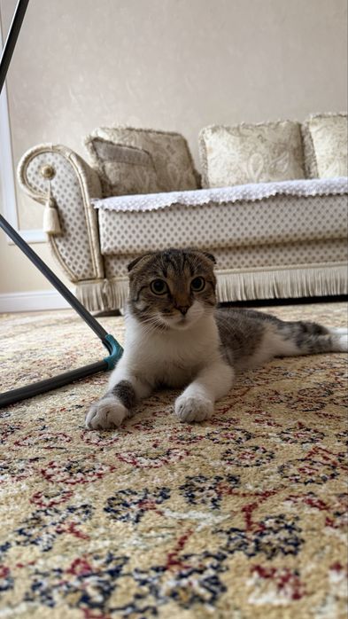 Котенок 1 годик