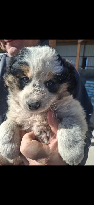 Отдам   щенка (кабель).