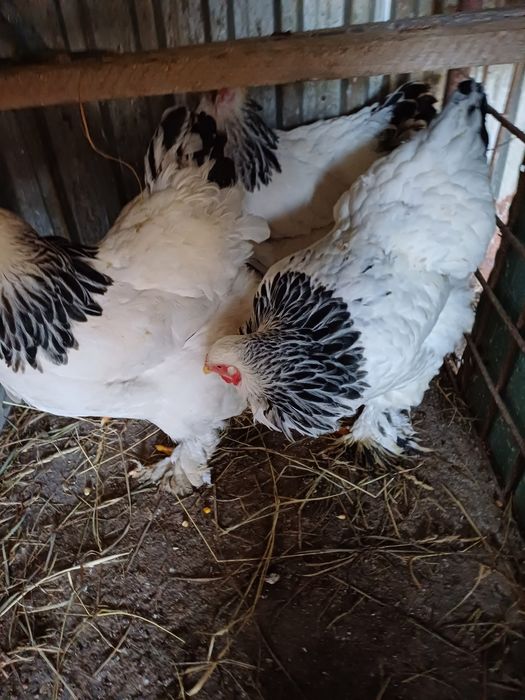 Vind porumbei si gaini plus cocosi