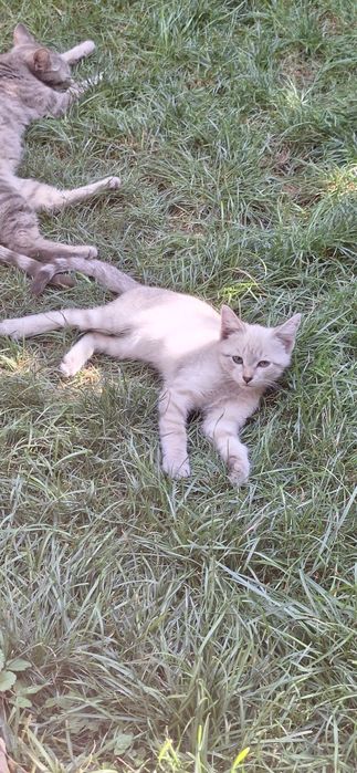 Кошка с котятами