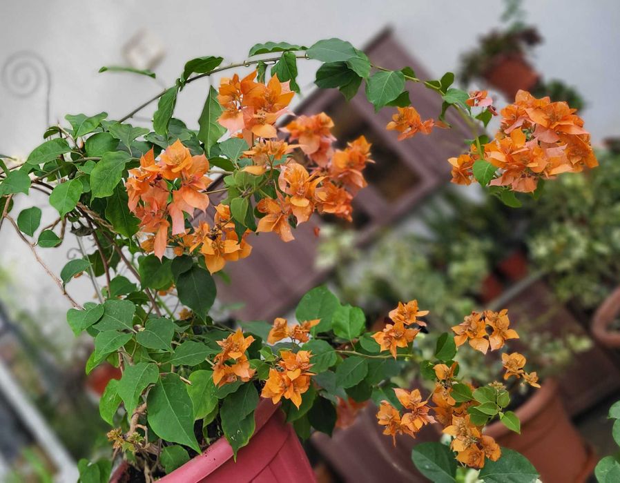 Продам роскошные Бугенвилии