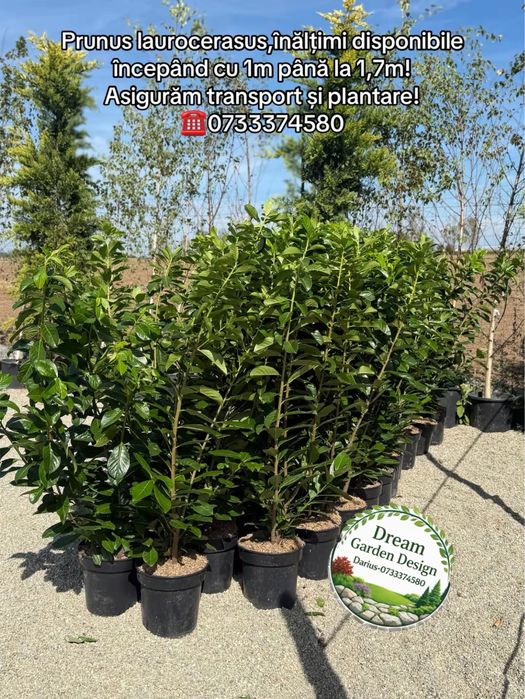 Vand prunus laurocerasus(laur englezesc) de diferite dimensiuni