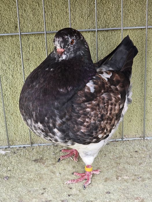 Porumbei King de vanzare