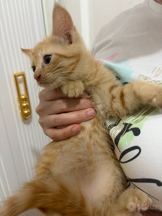 Продаются Котята рыжие добрые