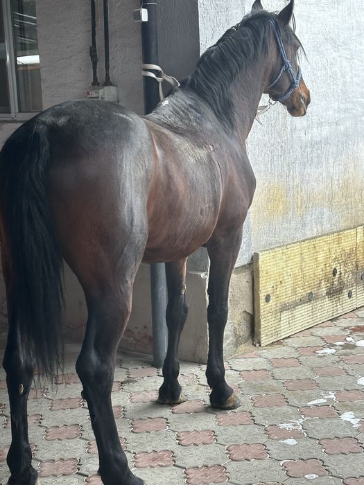 Айгыр жеребчик лошадь жеребец