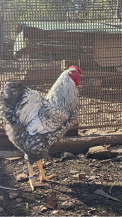 Vand oua Wyandotte Argintiu negru si albastru