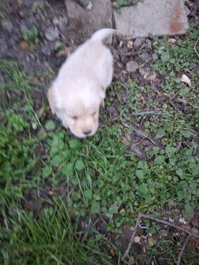 Продавам кученца