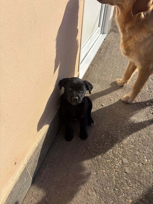 Подарявам кученца