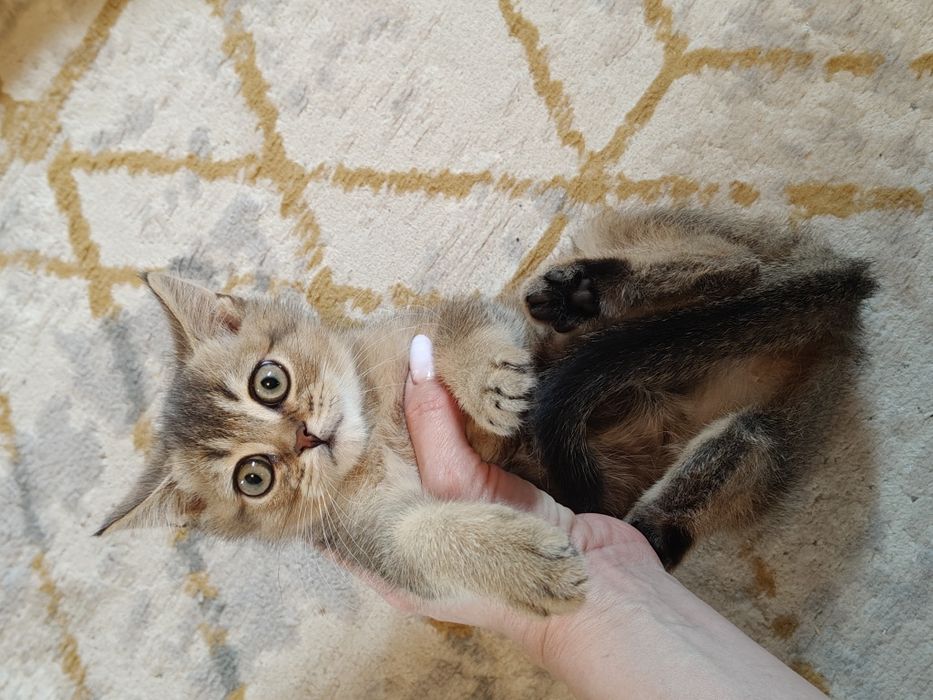 Котята от Шиншиллы Алматы