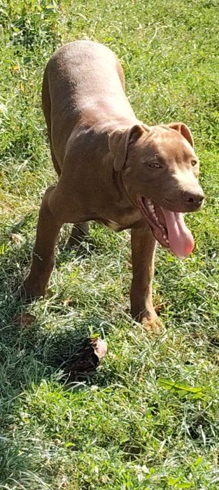 Mascul Amstaff doar pentru cei interesați