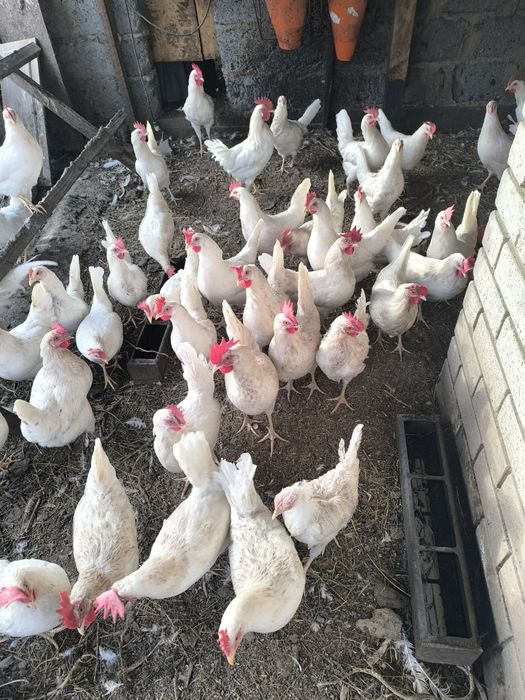 Продам инкубационное яйцо