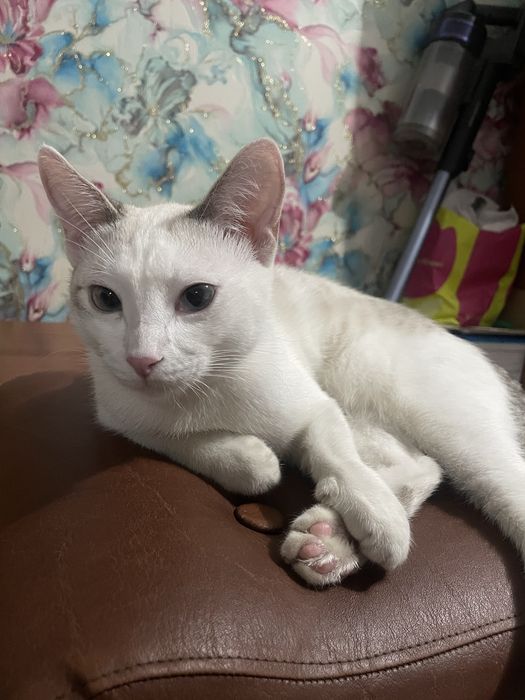 Отдам даром котенка мальчика