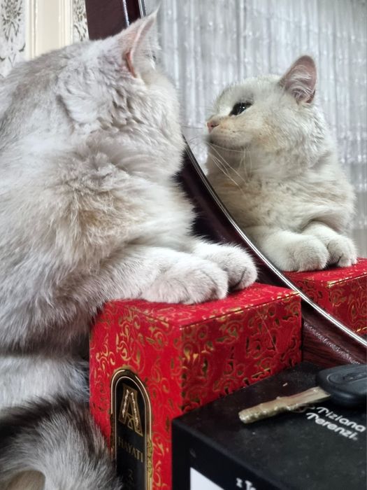 Vyazka!!! Erkak, Toza qonli silver britan shinshilla!!!