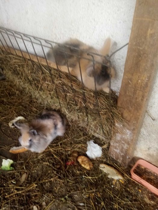 Vând iepuri rasele gat de leu și uriaș de transilvania