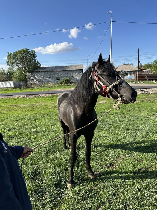 Жорға, Жорга, Иноходец