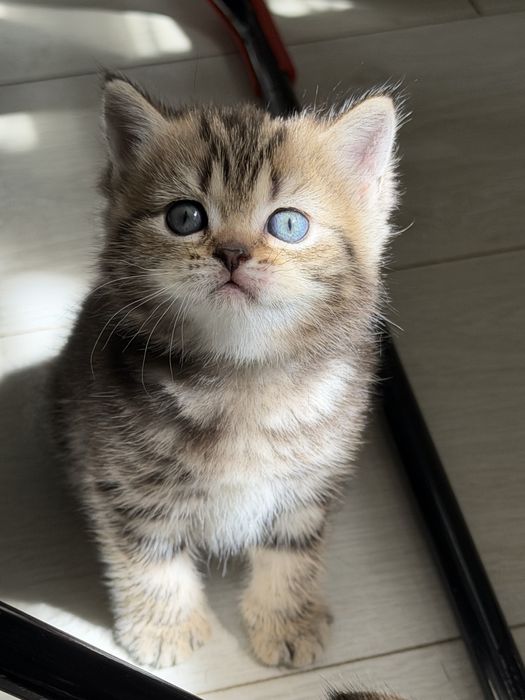 Продается котёнок золотисто-мраморный 1,5 месяца