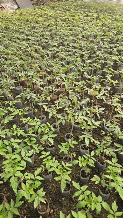 Răsaduri de legume, roșii, ardei, altele