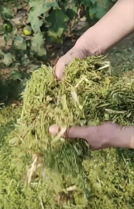 Драбилка Жоди Ут маудалагич