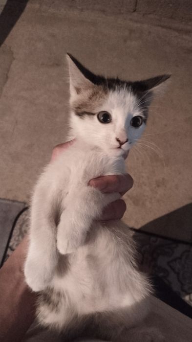 Отдам в хорошие руки