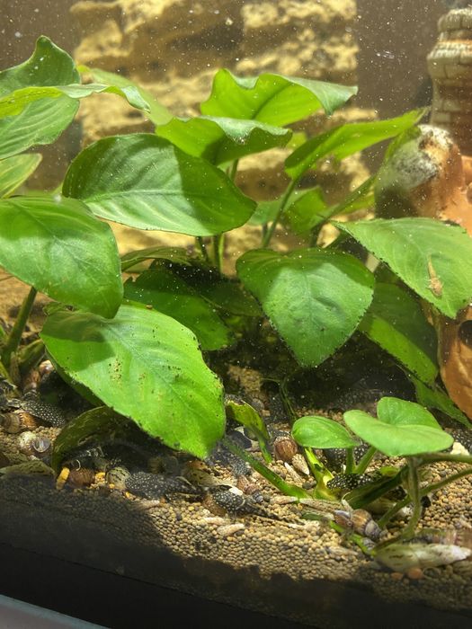 Сомики-анцистры продам