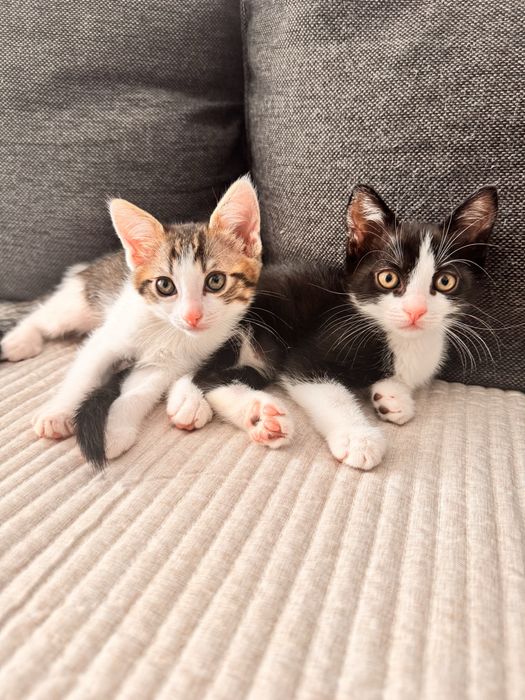 Adoptie pisoiasi