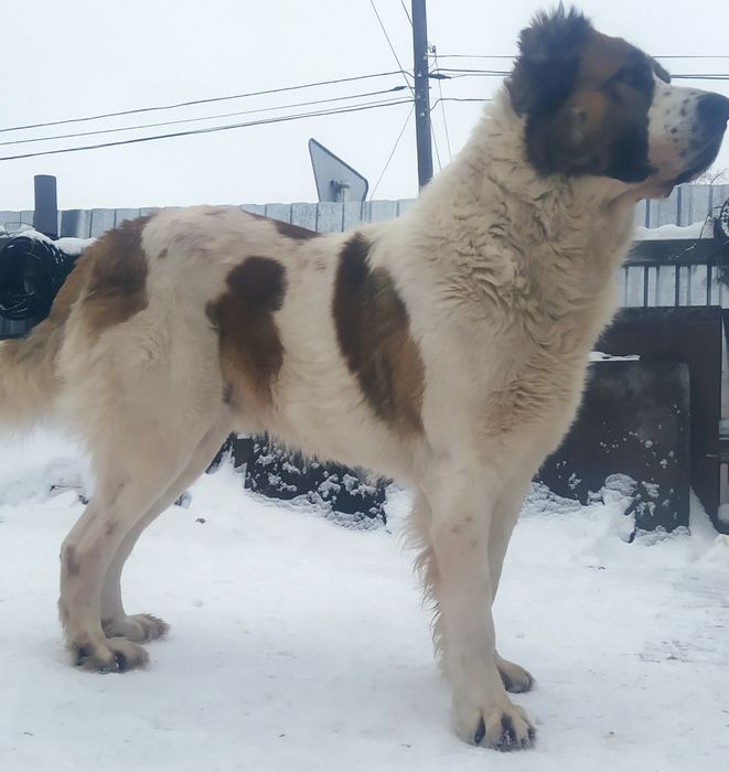 Алабай приглашает на вязку.
