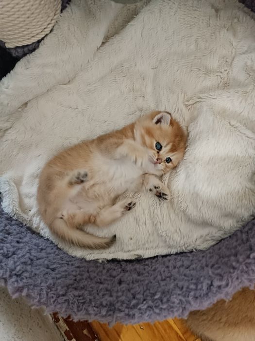 Продажа котят золотой шиншилы